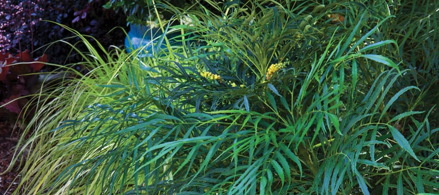 soft caress mahonia close