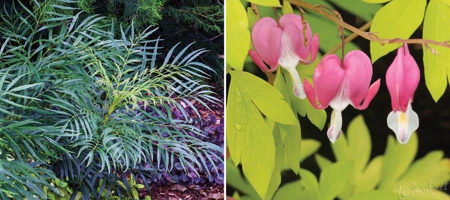 fresh spring flavors close collage mahonia