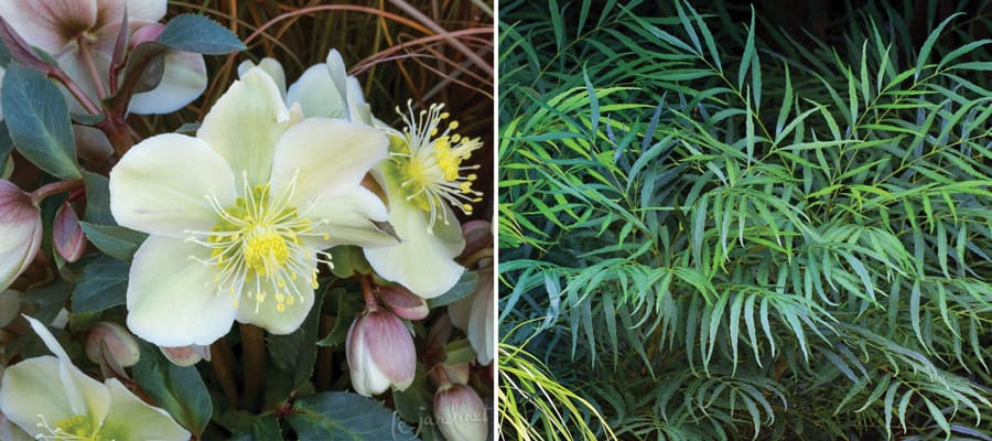 fresh spring flavors collage mahonia close